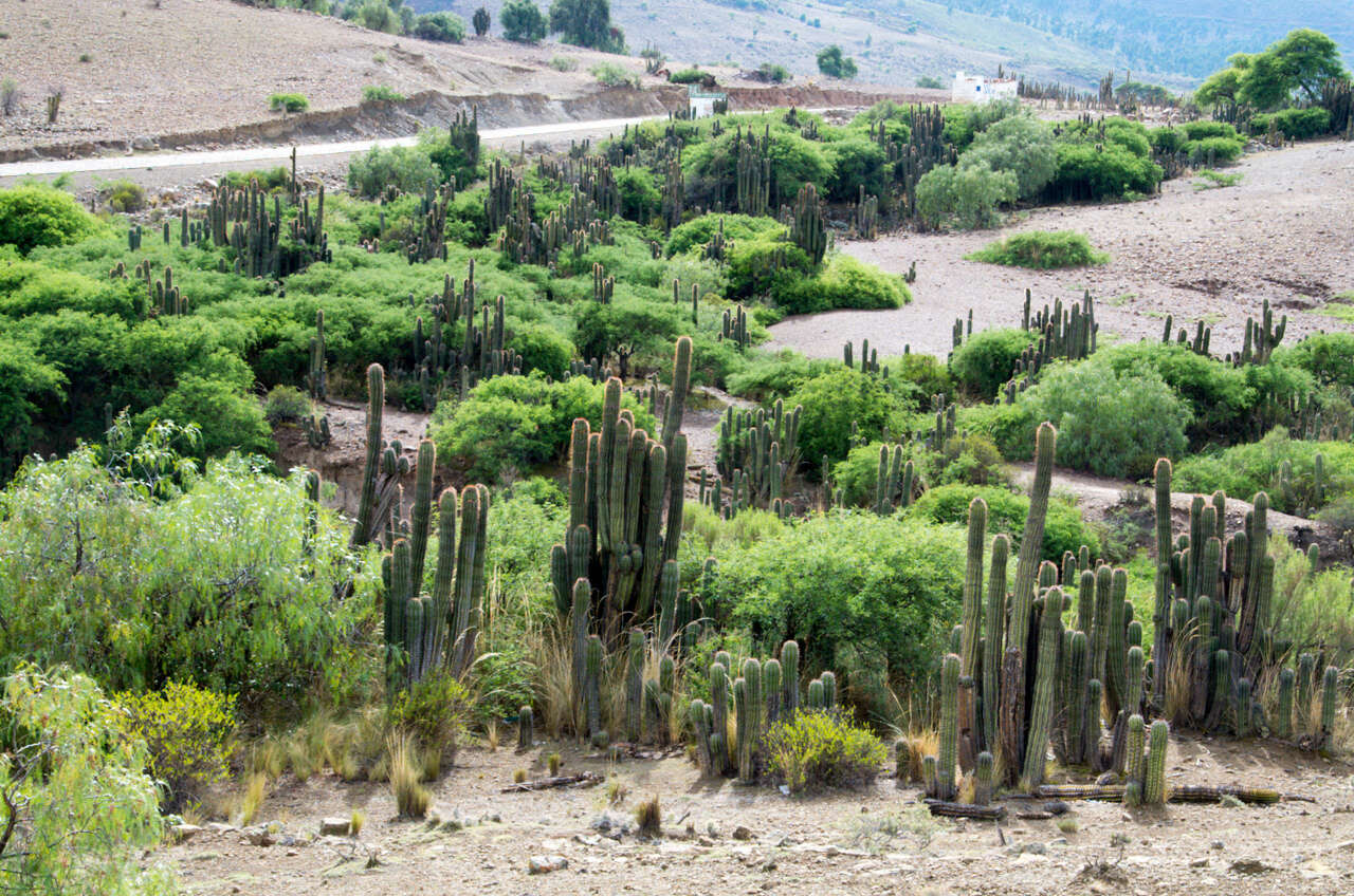 Image of Trichocereus tacaquirensis