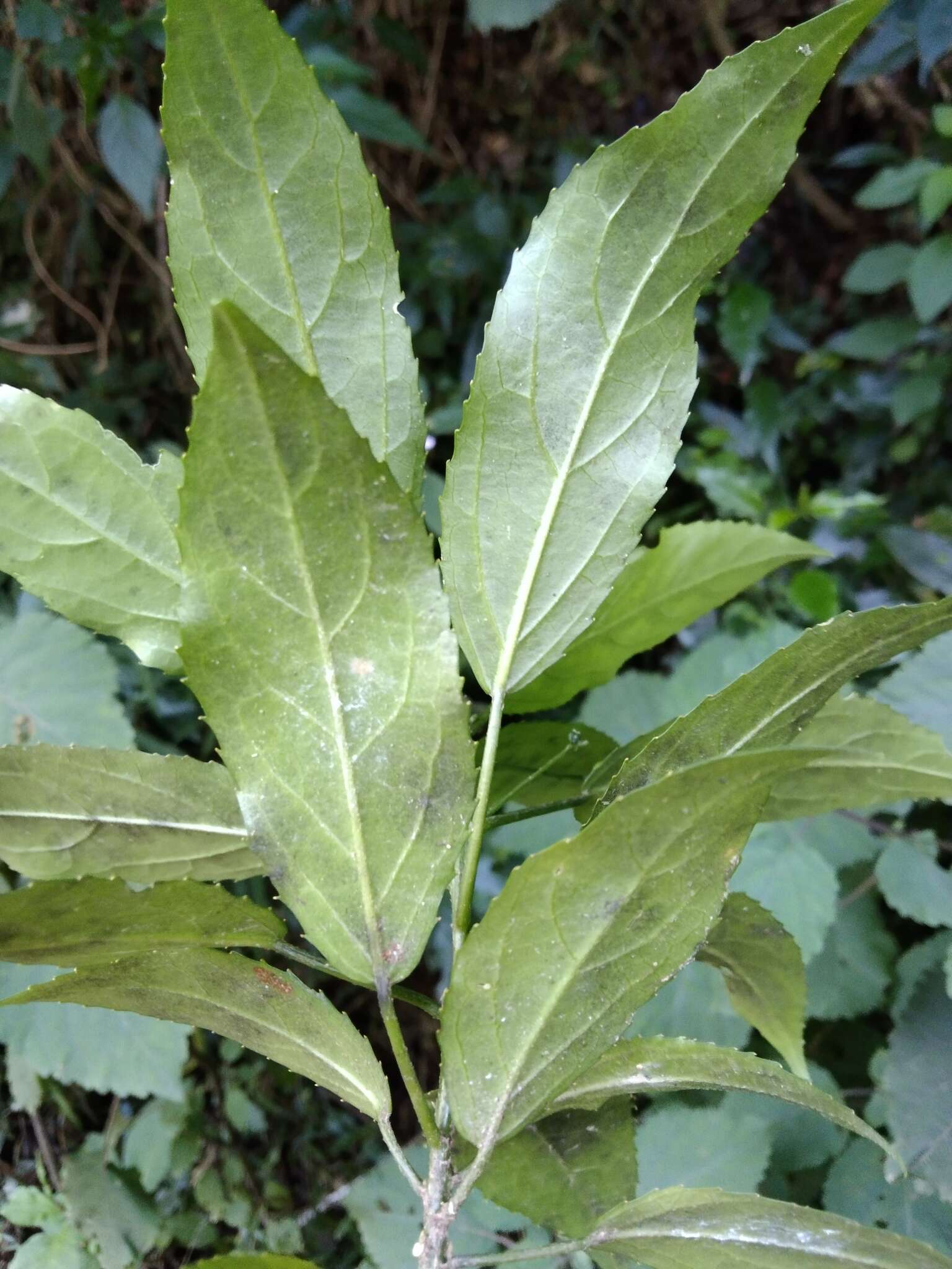 Plancia ëd Micrococca capensis (Baill.) Prain