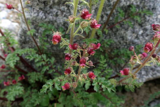 Image of Scrophularia ruprechtii Boiss.