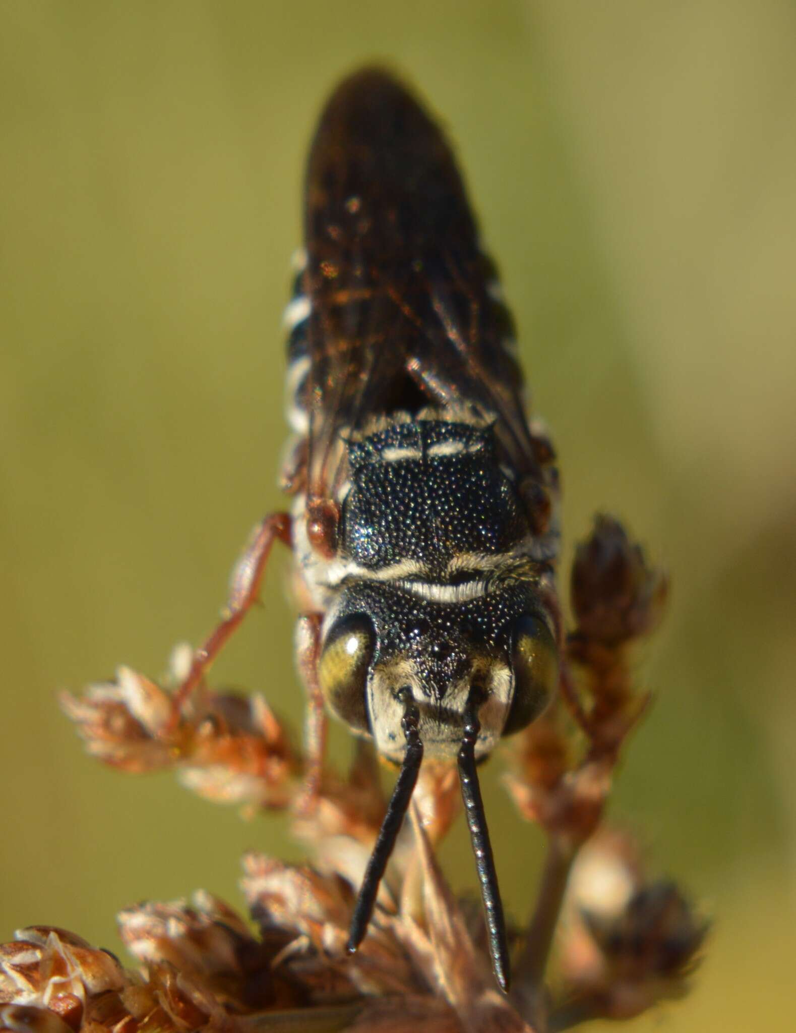 Image of Coelioxys mexicanus Cresson 1878