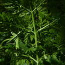 Image of Chaerophyllum prescottii DC.
