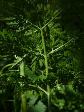 Image of Chaerophyllum prescottii DC.