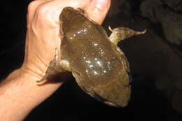 Image of Luzon Fanged Frog