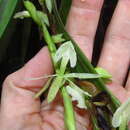 Image de Epidendrum hymenodes Lindl.
