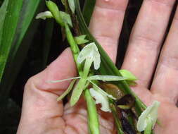 Image of Epidendrum hymenodes Lindl.