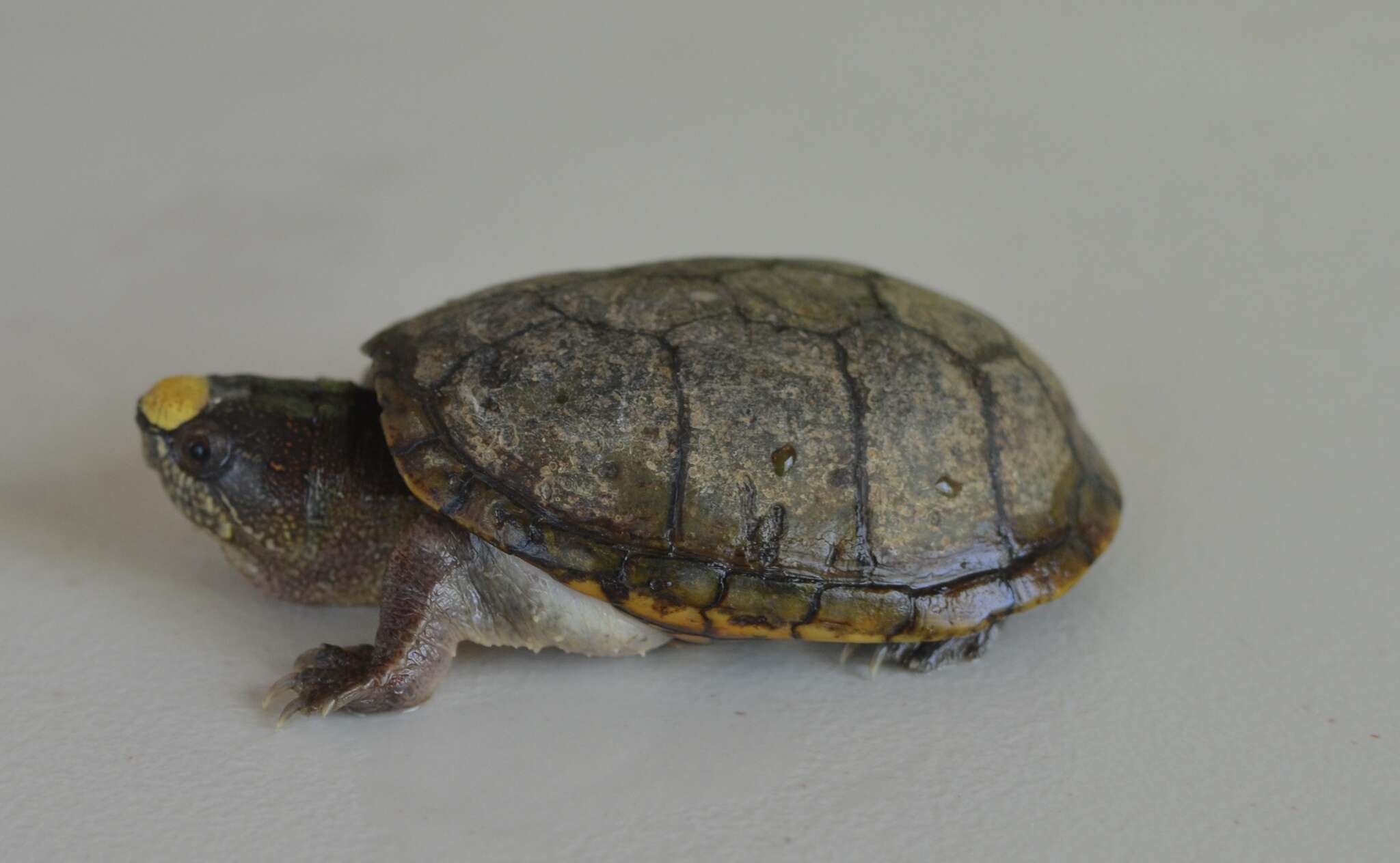 Image of Vallarta mud turtle