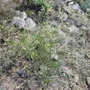 Image of Persicaria angustifolia (Pall.) Ronse Decraene