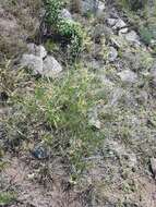 Image de Persicaria angustifolia (Pall.) Ronse Decraene