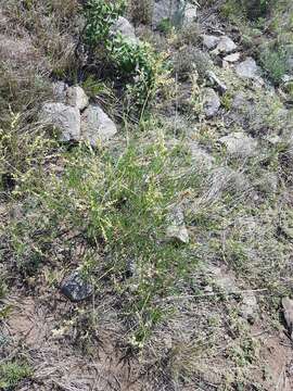 Persicaria angustifolia (Pall.) Ronse Decraene的圖片