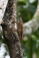 Image of Northern Barred Woodcreeper