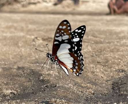 Image of Graphium schaffgotschi (Niepelt 1927)