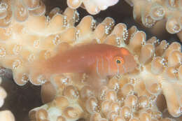 Image of Blueline coralgoby