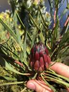 Plancia ëd Protea acuminata Sims