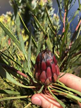 Imagem de Protea acuminata Sims