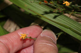 Image of Hypericum thesiifolium Kunth