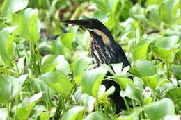 Image of Black Bittern