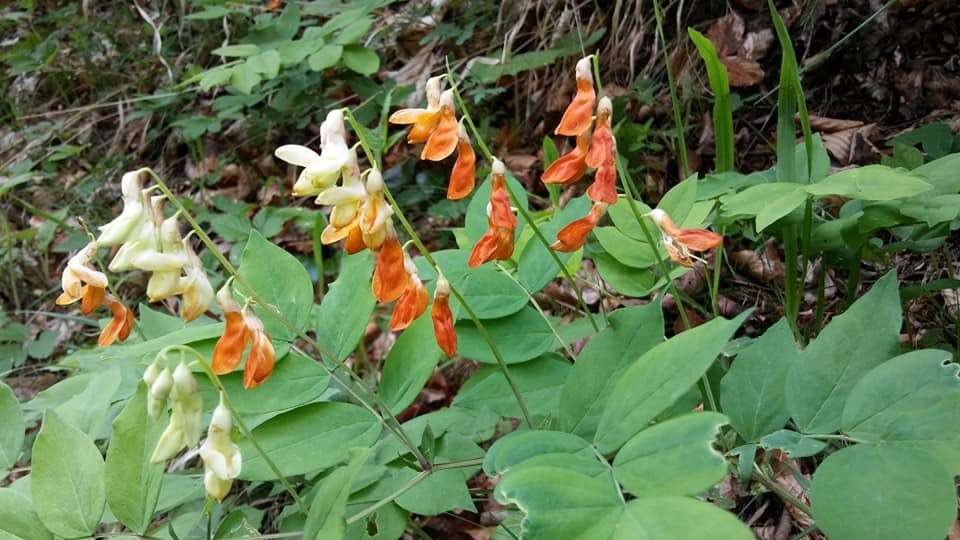 Imagem de Lathyrus laevigatus (Waldst. & Kit.) Gren.