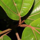 Image of Henriettea patrisiana DC.