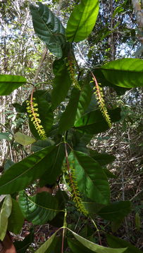 Image of <i>Palicourea blanchetiana</i> Schltdl.