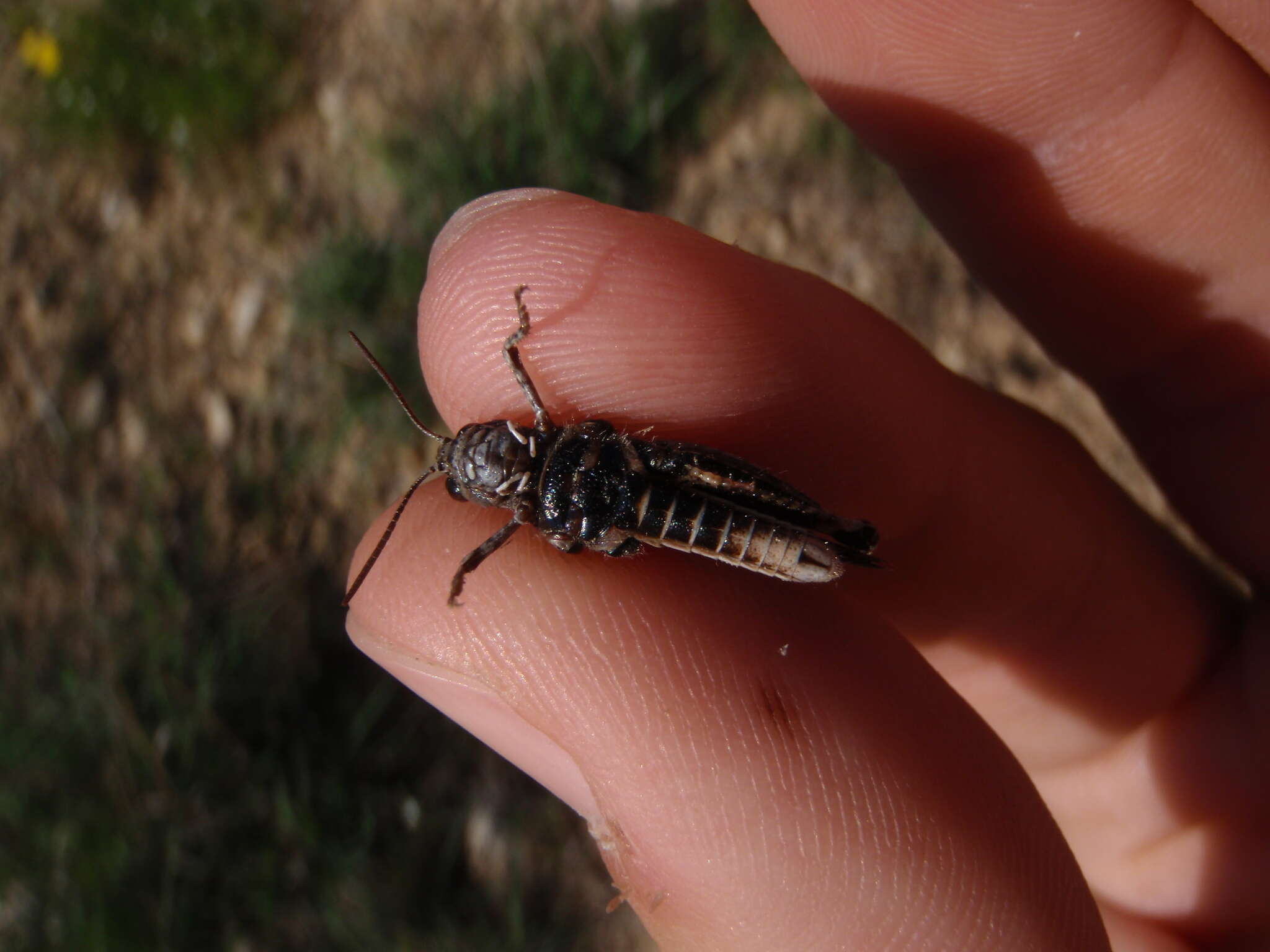 Acrotylus fischeri Azam 1901的圖片