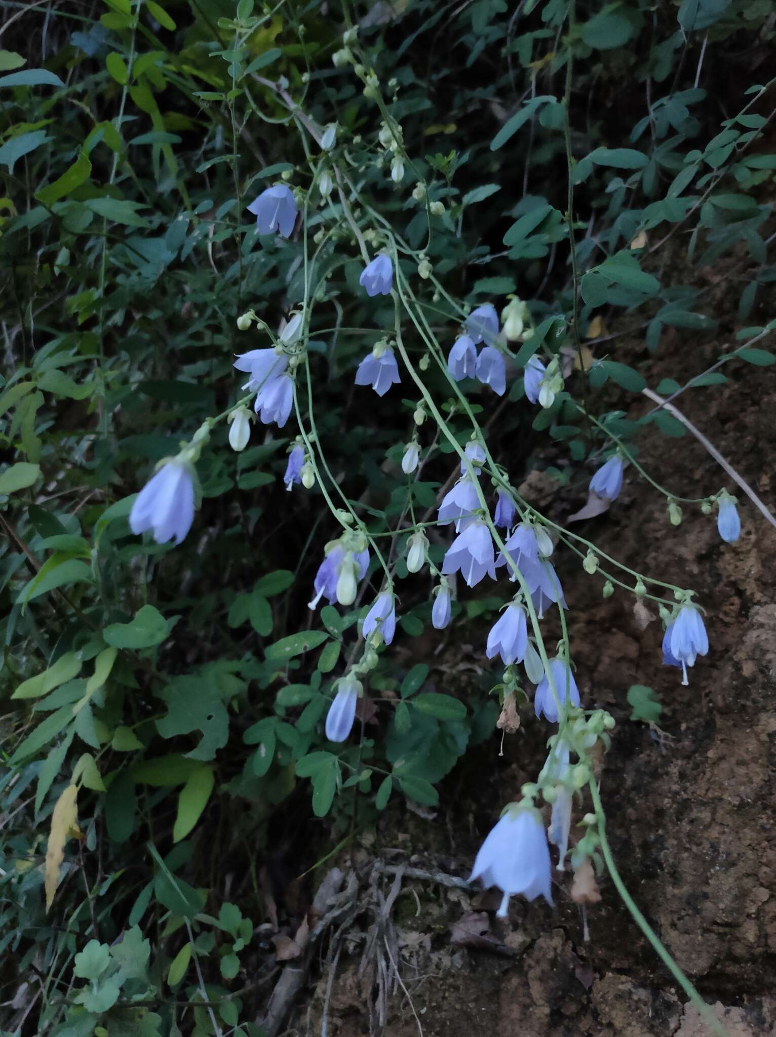 Image of Adenophora petiolata subsp. hunanensis (Nannf.) D. Y. Hong & S. Ge