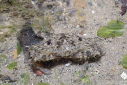 Image of Pacific blue swimming crab