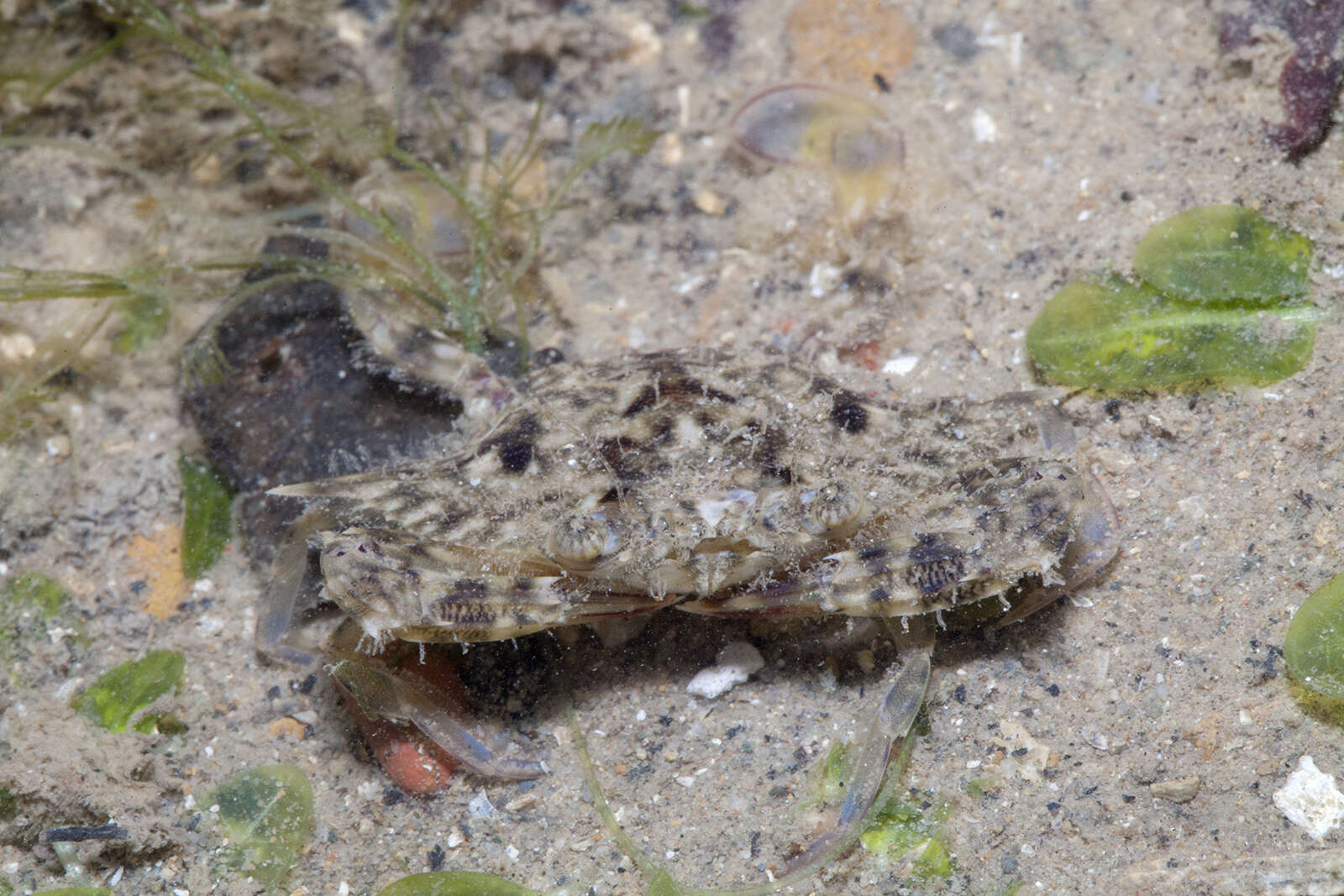 Image of Pacific blue swimming crab