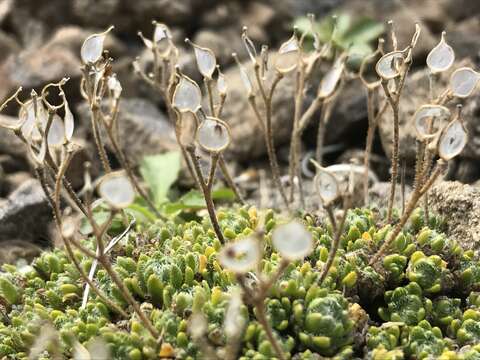 Image of Anadyr draba