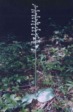 Platanthera orbiculata (Pursh) Lindl. resmi