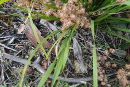 Image de Lomandra multiflora subsp. multiflora