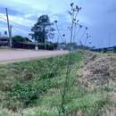 Image of Verbena intermedia Gillies & Hook.