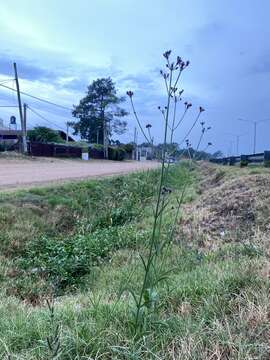 Image of Verbena intermedia Gillies & Hook.