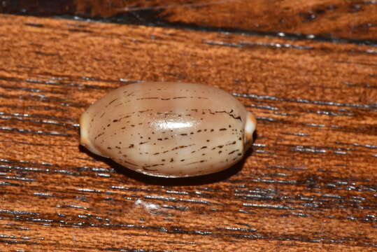 Image of Isabell cowry