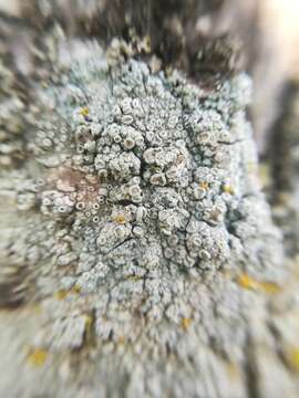 Image of Frosted rim-lichen;   Rim lichen