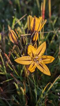 Sivun Triteleia ixioides subsp. unifolia L. W. Lenz kuva