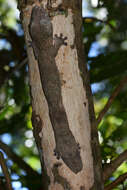 Image of Henkel’s flat-tailed gecko