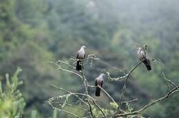 Image of Speckled Wood Pigeon