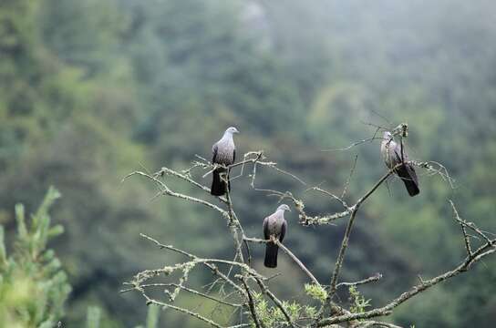 Image de Pigeon de Hodgson