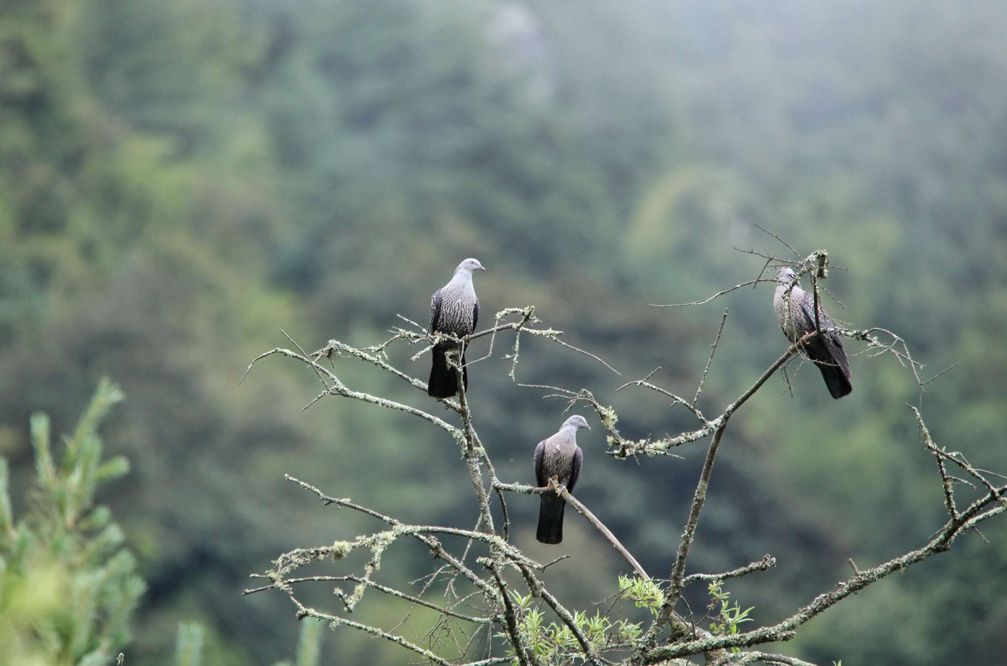 Image of Speckled Wood Pigeon