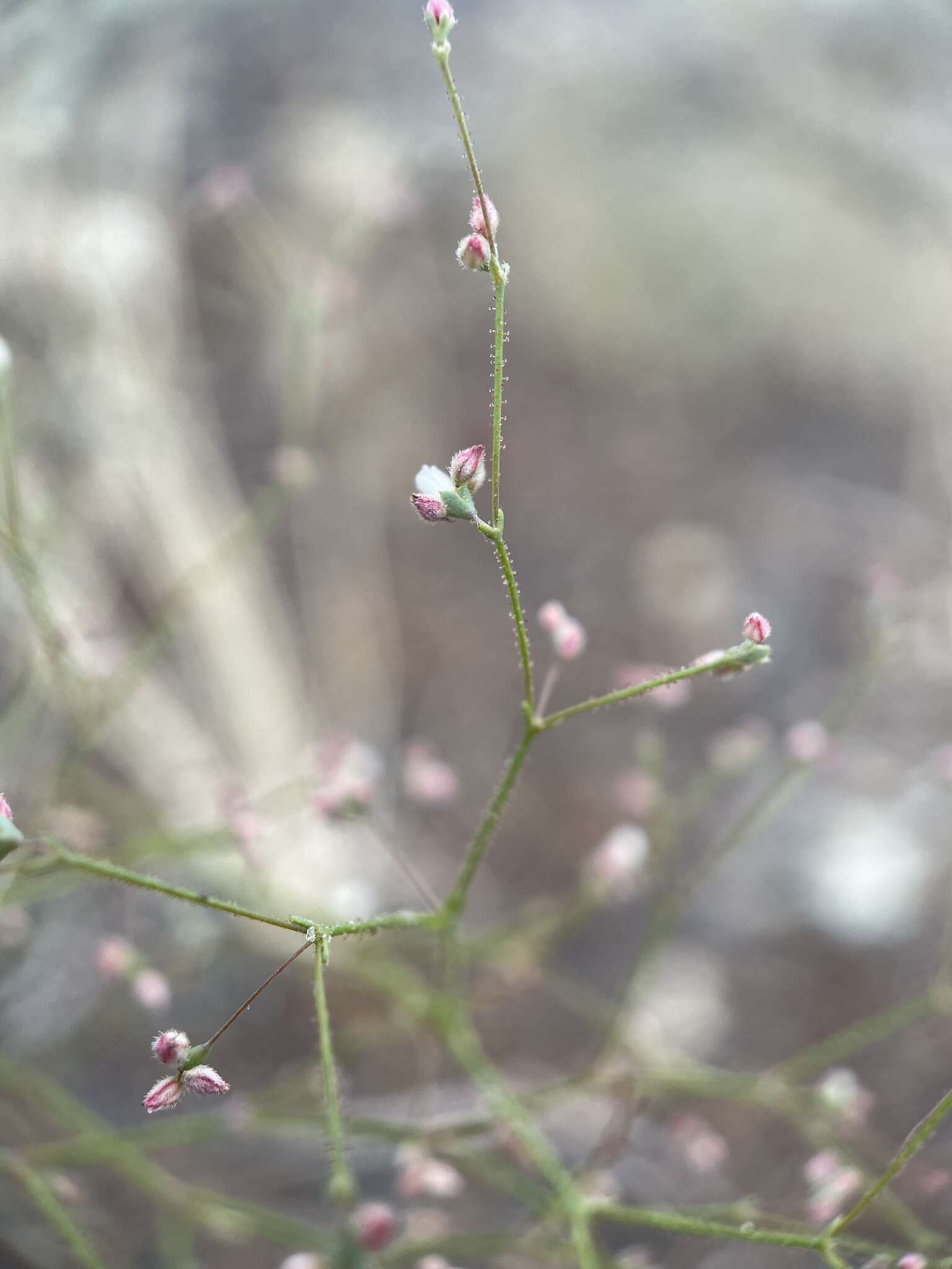 Image of spurry buckwheat