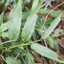 Image of bamboo-leaf