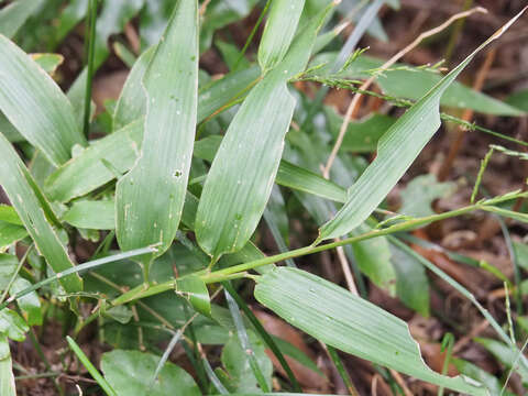 Image of bamboo-leaf