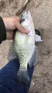 Image of White Crappie