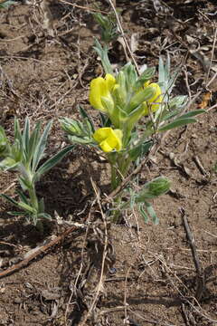 Слика од Thermopsis mongolica Czefr.