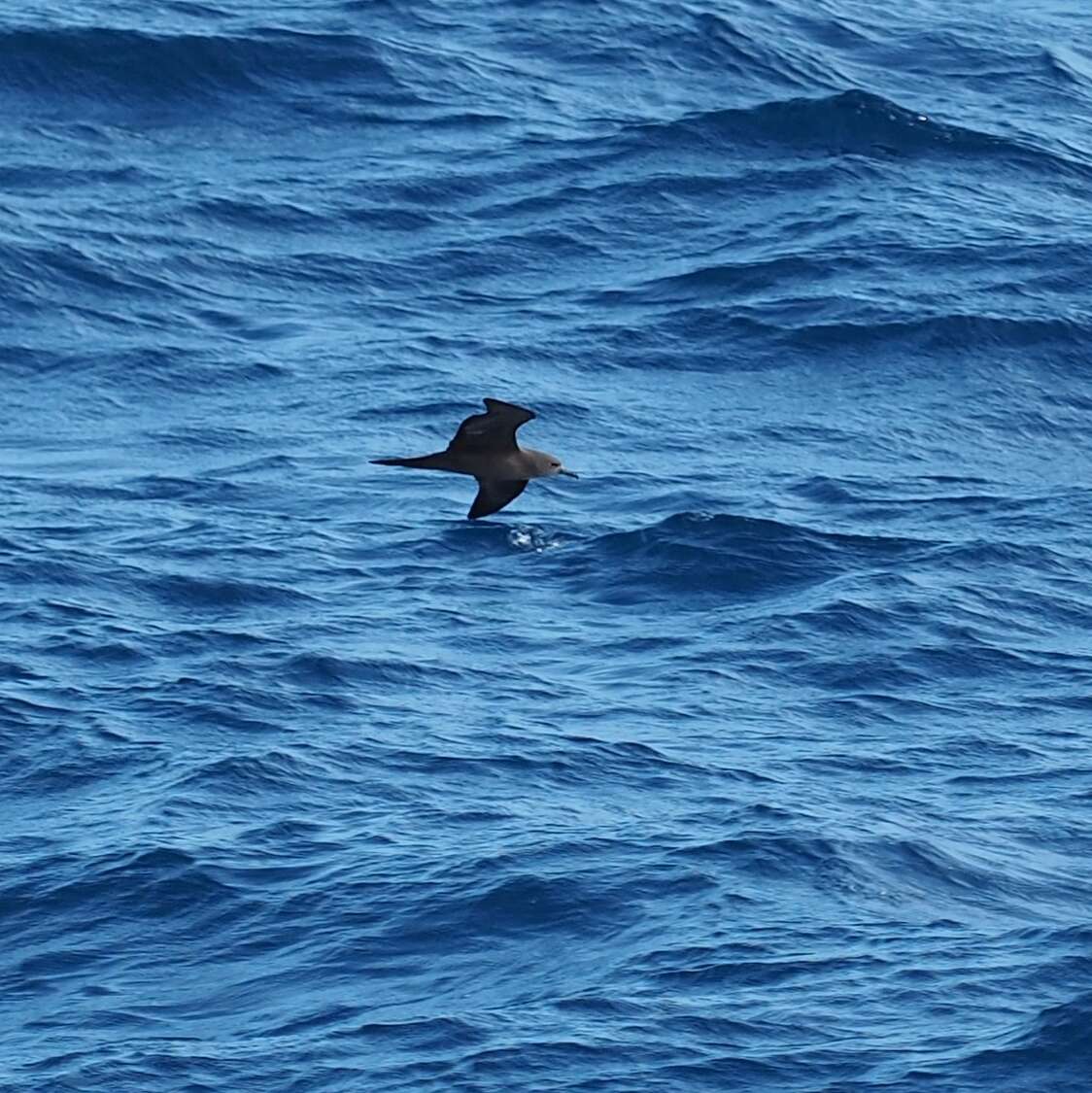 Image of Wedge-tailed Shearwater