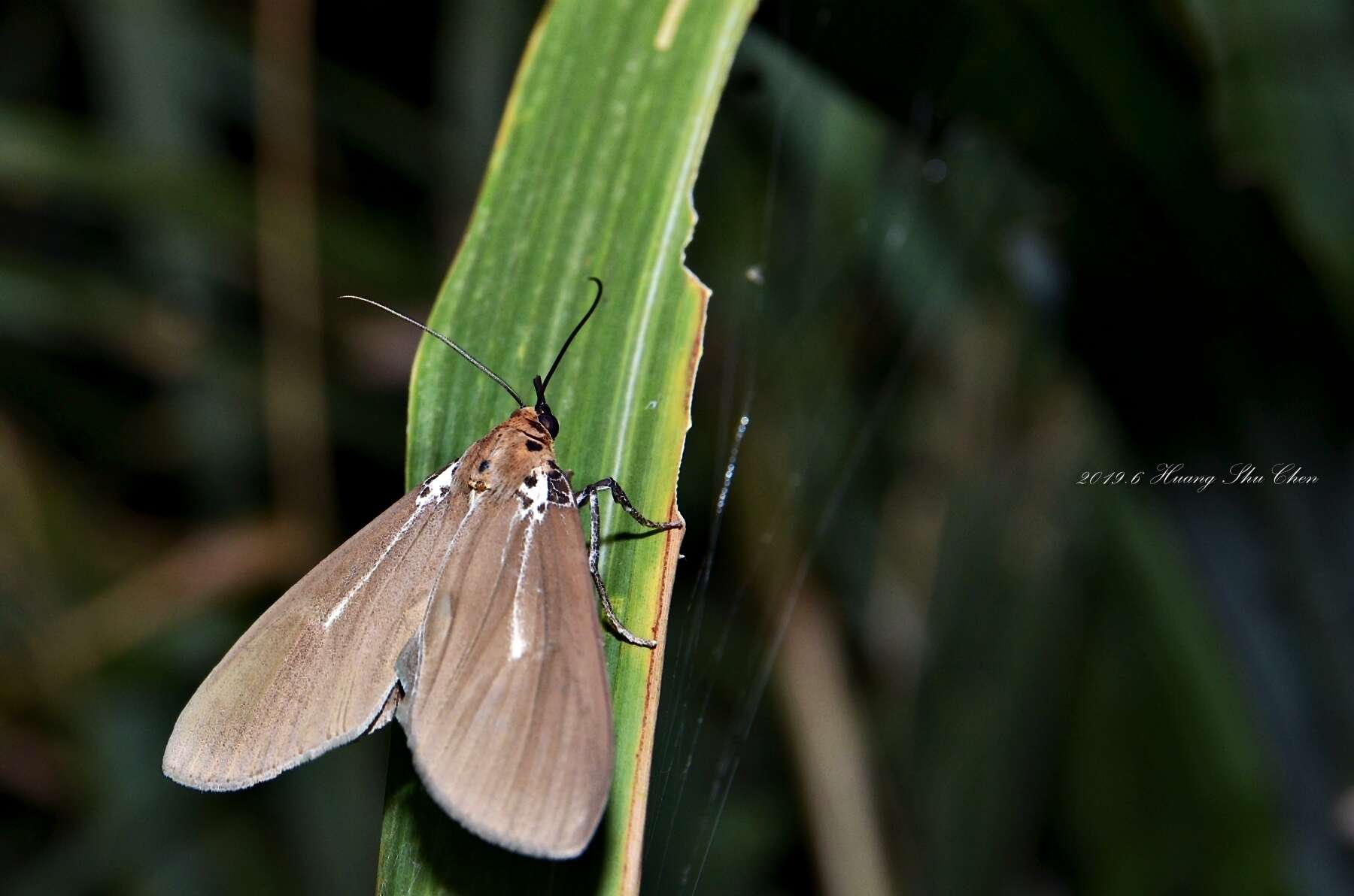 Image of Asota heliconia zebrina (Butler 1877)