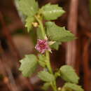 Image of eyebright ayenia