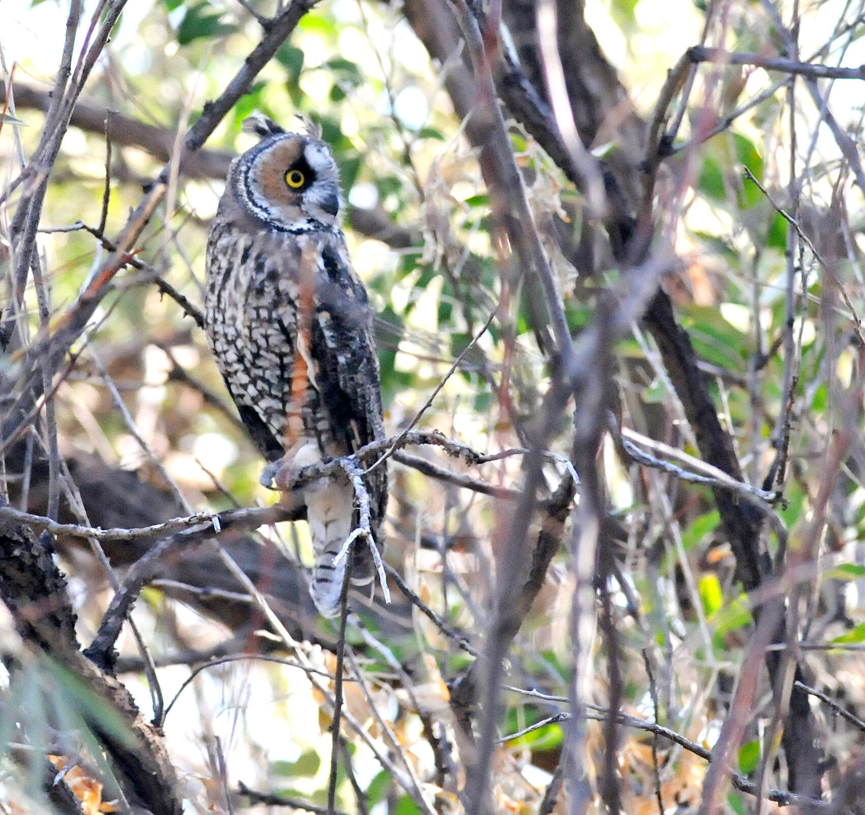 Image of Long-eared Owl