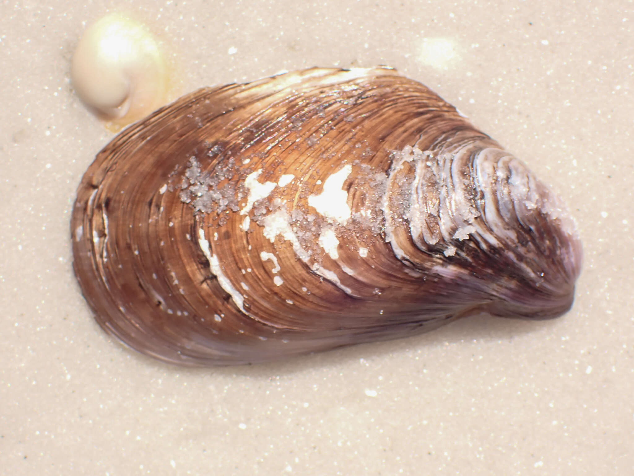 Image de Modiolus squamosus Beauperthuy 1967