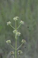 Image of clustered bushmint